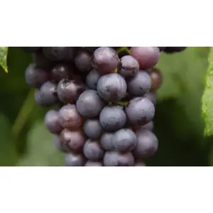 (05) VITIS VINIFERA BOSKOOP GLORIE - afbeelding 2