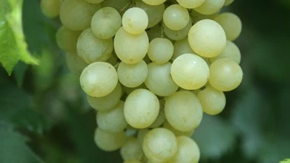 (05) VITIS VINIFERA FANNY - afbeelding 2