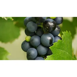 (05) VITIS VINIFERA FRANKENTHALER - afbeelding 2