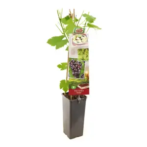 (05) VITIS VINIFERA HEIKE