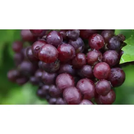 (05) VITIS VINIFERA HEIKE - afbeelding 2