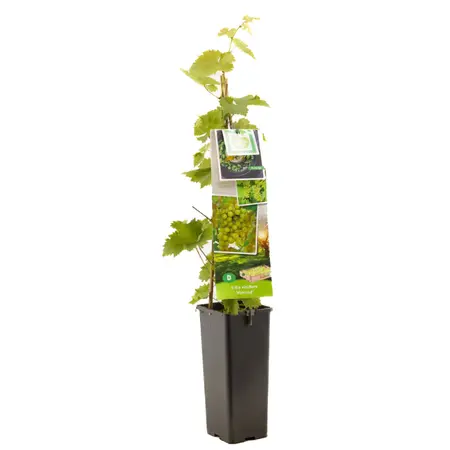 (05) VITIS VINIFERA HIMROD - afbeelding 1