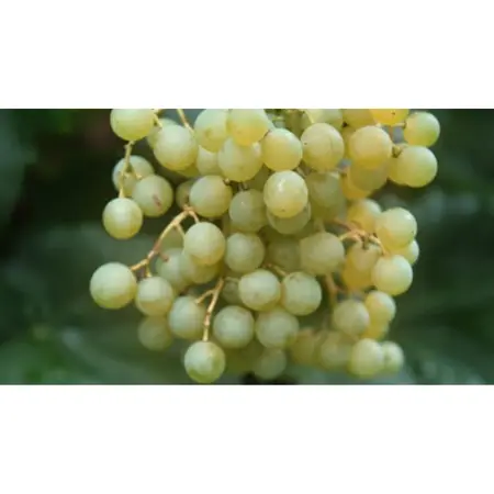 (05) VITIS VINIFERA HIMROD - afbeelding 2