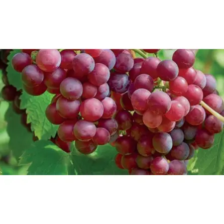 (05) VITIS VINIFERA KATHARINA - afbeelding 2