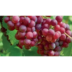 (05) VITIS VINIFERA KATHARINA - afbeelding 2