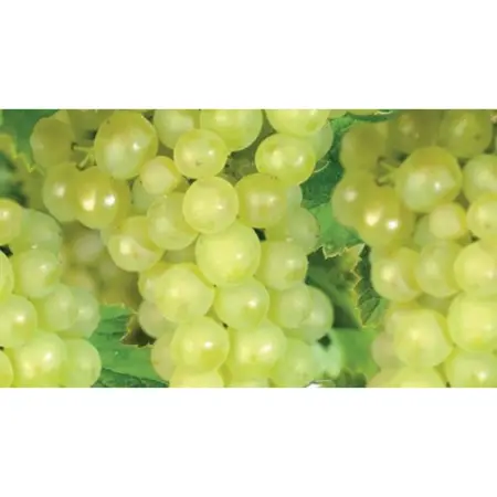 (05) VITIS VINIFERA LAKEMONT (GEËNT) - afbeelding 2