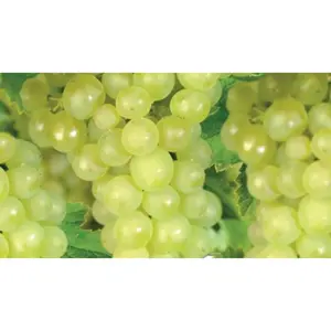 (05) VITIS VINIFERA LAKEMONT (GEËNT) - afbeelding 2