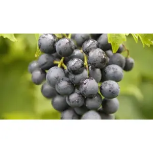 (05) VITIS VINIFERA MUSCAT BLUE - afbeelding 2