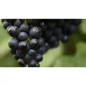 (05) VITIS VINIFERA REGENT - afbeelding 2