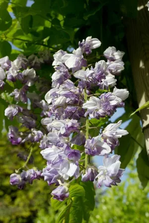 (05) WISTERIA FLORIBUNDA BLACK DRAGON   P15 - afbeelding 4