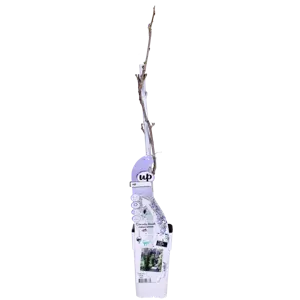 (05) WISTERIA SINENSIS CAROLINE 1 STOK WIT  P15 - afbeelding 4