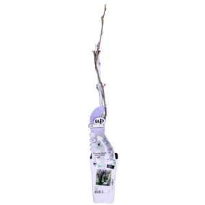 (05) WISTERIA SINENSIS CAROLINE 1 STOK WIT  P15 - afbeelding 4