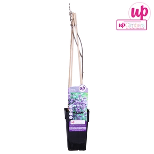 (05) WISTERIA SINENSIS PROLIFIC P15 - afbeelding 4