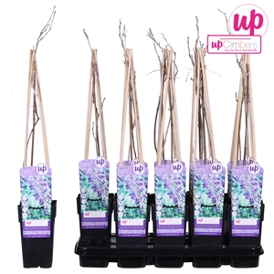 (05) WISTERIA SINENSIS PROLIFIC P15 - afbeelding 5