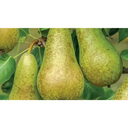 WONDER TREE CONFERENCE - afbeelding 2