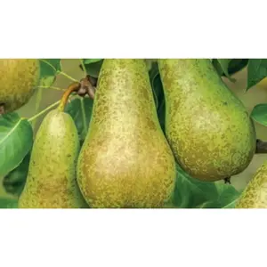 WONDER TREE CONFERENCE - afbeelding 2