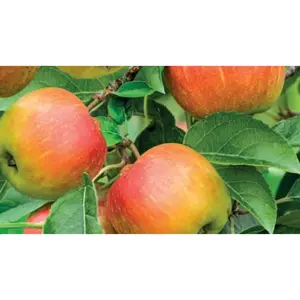 WONDER TREE DELCORF - afbeelding 2