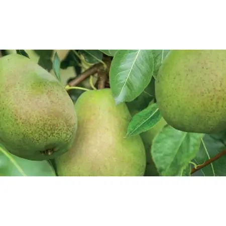 WONDER TREE DOYENNÉ DU COMICE - afbeelding 2