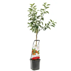 WONDER TREE ECOLETTE