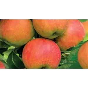 WONDER TREE ECOLETTE - afbeelding 2