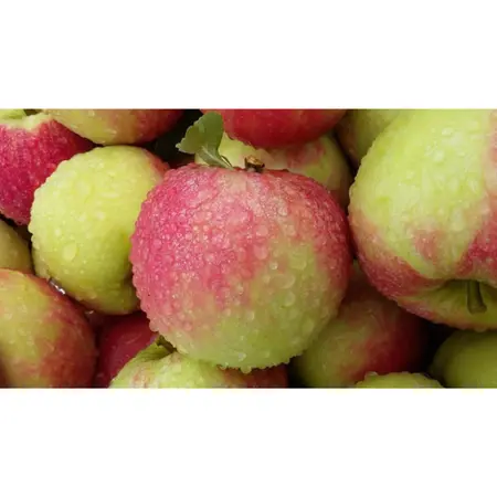 WONDER TREE ELSTAR - afbeelding 2