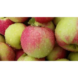 WONDER TREE ELSTAR - afbeelding 2