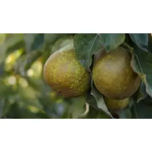 WONDER TREE GIESER WILDEMAN - afbeelding 2