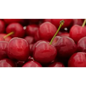 WONDER TREE LAPINS - afbeelding 2