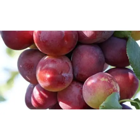 WONDER TREE OPAL - afbeelding 2