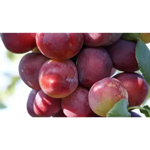 WONDER TREE OPAL - afbeelding 2