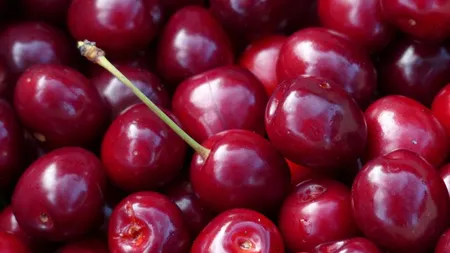 WONDER TREE REGINA - afbeelding 2