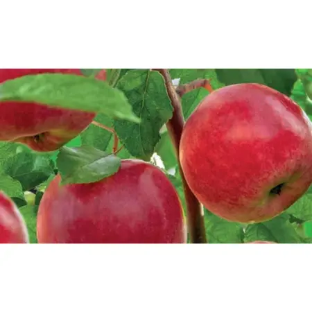 WONDER TREE SANTANA - afbeelding 2