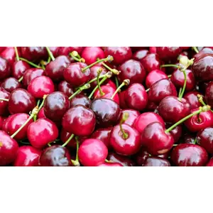 WONDER TREE SUNBURST - afbeelding 2