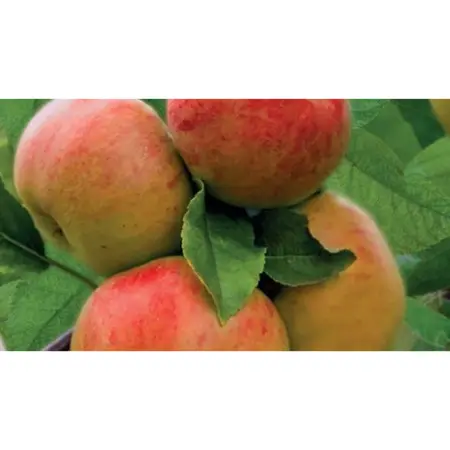 WONDER TREE TOPAZ - afbeelding 2