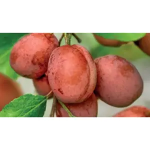 WONDER TREE VICTORIA - afbeelding 2