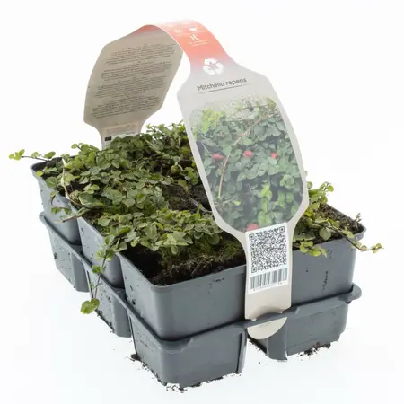 (06) 6PACK MITCHELLA REPENS - afbeelding 1