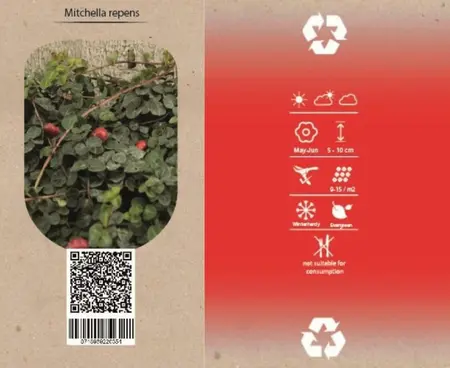 (06) 6PACK MITCHELLA REPENS - afbeelding 2