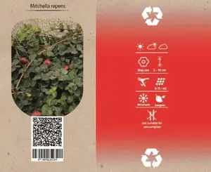 (06) 6PACK MITCHELLA REPENS - afbeelding 2