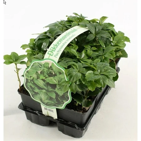 Dikkemanskruid - afbeelding 1