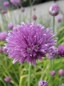 (06) ALLIUM SCHOENOPRASUM - afbeelding 4