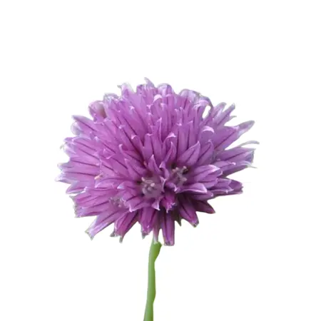 (06) ALLIUM SCHOENOPRASUM - afbeelding 3