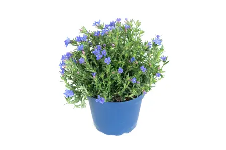 Parelkruid/Steenzaad