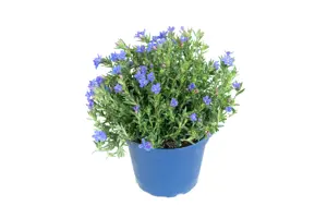 Parelkruid/Steenzaad