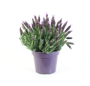 Pluimlavendel - afbeelding 2