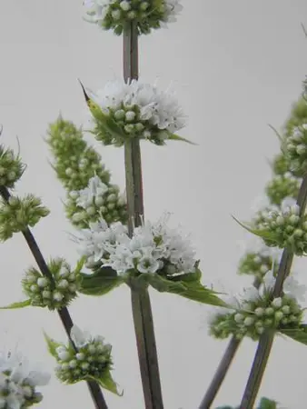 (06) MENTHA SPICATA 'MAROCCAN' - afbeelding 2