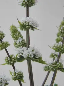 (06) MENTHA SPICATA 'MAROCCAN' - afbeelding 2