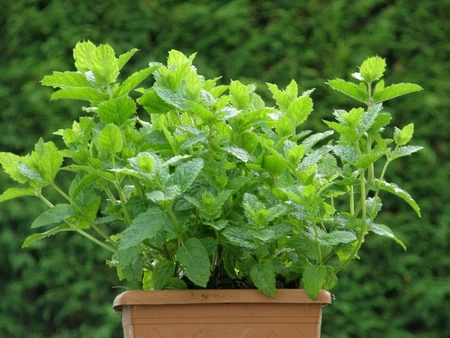(06) MENTHA SPICATA 'MAROCCAN' - afbeelding 1