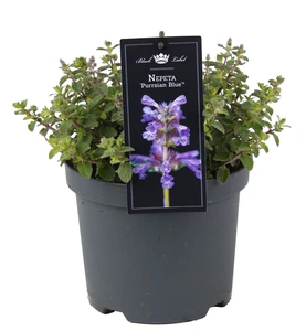 (06) NEPETA PURRSIAN BLUE P19