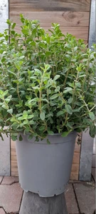 (06) ORIGANUM MAJORANA P19