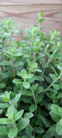 (06) ORIGANUM MAJORANA P19 - afbeelding 2